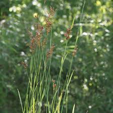 Attēlu rezultāti vaicājumam “Juncus bulbosus”