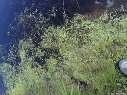 Attēlu rezultāti vaicājumam “Callitriche verna”