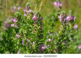 Attēlu rezultāti vaicājumam “Ononis arvensis flower”