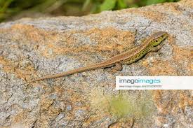 Attēlu rezultāti vaicājumam “Lacerta agilis male”