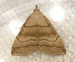 Attēlu rezultāti vaicājumam “Herminia tarsicrinalis”