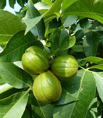 Attēlu rezultāti vaicājumam “Carya ovata”