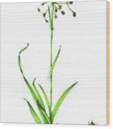 Attēlu rezultāti vaicājumam “Luzula pilosa flower”