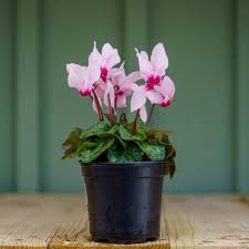 Image result for Cyclamen persicum