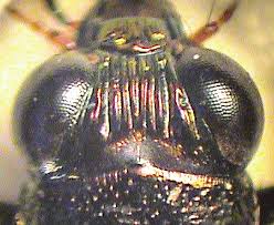 Attēlu rezultāti vaicājumam “Notiophilus germinyi”