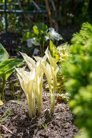 Image result for Hosta White Feather