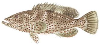Image result for Epinephelus adscensionis