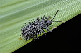 Attēlu rezultāti vaicājumam “Rhamnusium bicolor”