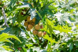 Attēlu rezultāti vaicājumam “Acer pseudoplatanus fruit”
