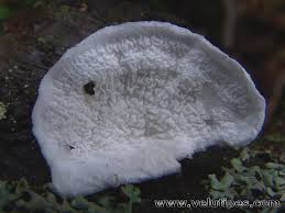 Attēlu rezultāti vaicājumam “Plicatura nivea”