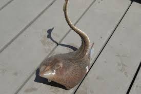 Image result for Leucoraja ocellata