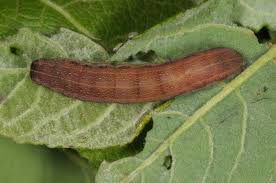 Attēlu rezultāti vaicājumam “Orthosia opima”