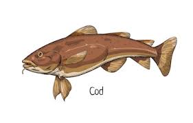 Image result for Gadus macrocephalus