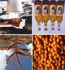 Attēlu rezultāti vaicājumam “Hippophae rhamnoides fruit”