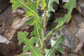 Attēlu rezultāti vaicājumam “Lactuca serriola”