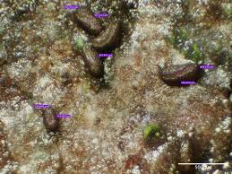 Attēlu rezultāti vaicājumam “Licea chelonoides”
