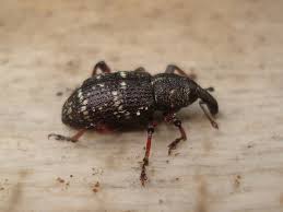 Attēlu rezultāti vaicājumam “Hylobius pinastri”