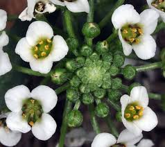 Attēlu rezultāti vaicājumam “Lobularia maritima”