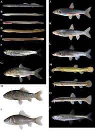 Image result for Lethenteron camtschaticum