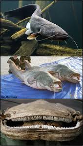 Image result for Silurus glanis