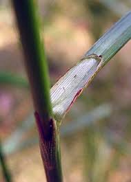 Attēlu rezultāti vaicājumam “Eriophorum angustifolium fruit”
