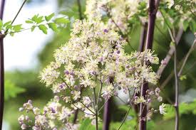 Attēlu rezultāti vaicājumam “Thalictrum lucidum flower”