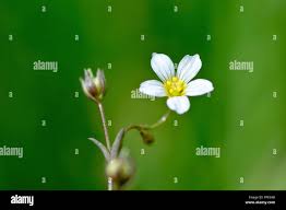 Attēlu rezultāti vaicājumam “Linum catharticum flower”