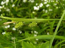 Attēlu rezultāti vaicājumam “Carex pallescens”