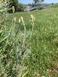 Attēlu rezultāti vaicājumam “Astragalus arenarius leaf”