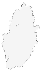 Attēlu rezultāti vaicājumam “Phyllobrotica quadrimaculata”