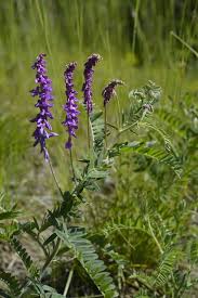 Attēlu rezultāti vaicājumam “Vicia cracca”