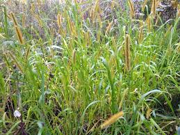 Attēlu rezultāti vaicājumam “Setaria glauca”