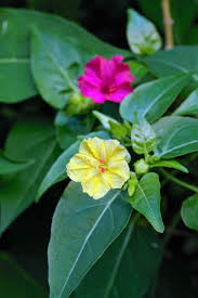 Image result for Mirabilis jalapa