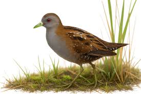 Image result for Porzana pusilla