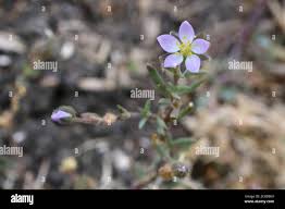 Attēlu rezultāti vaicājumam “Spergularia marina flower”