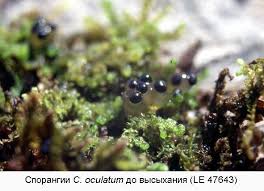 Attēlu rezultāti vaicājumam “Colloderma oculatum”