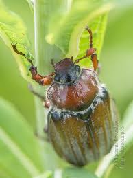 Attēlu rezultāti vaicājumam “Melolontha hippocastani”