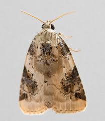 Attēlu rezultāti vaicājumam “Pseudeustrotia candidula”