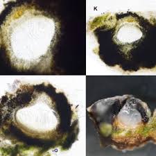 Attēlu rezultāti vaicājumam “Acrocordia gemmata”