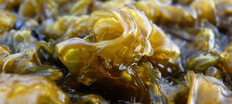 Attēlu rezultāti vaicājumam “Nostoc commune”