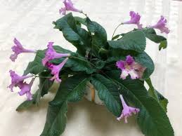 Image result for Streptocarpus