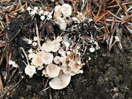 Attēlu rezultāti vaicājumam “Collybia cirrhata”