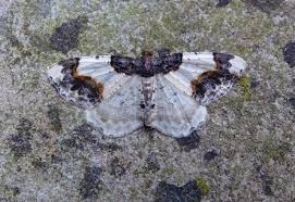 Attēlu rezultāti vaicājumam “Ligdia adustata”