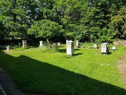 Image result for Boccia In Epsom & Ewell (Bees)