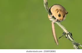 Attēlu rezultāti vaicājumam “Muscardinus avellanarius”