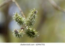 Attēlu rezultāti vaicājumam “Salix pentandra flower”