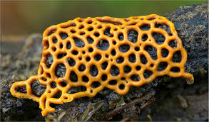 Attēlu rezultāti vaicājumam “Physarum bitectum sessile”