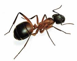 Attēlu rezultāti vaicājumam “Formica rufa”