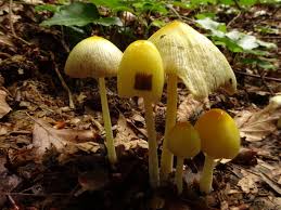 Attēlu rezultāti vaicājumam “Bolbitius vitellinus”