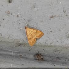 Attēlu rezultāti vaicājumam “Udea fulvalis”